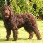 Labradoodle