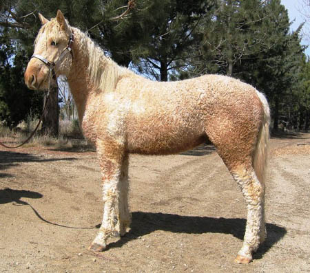 Curly-Horse Pferdeallergie