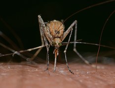 mückenschutz für allergiker