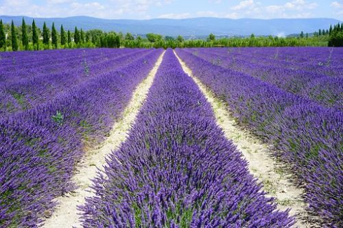 Lavendel Allergie Symptome, Ursachen und Tipps für Lavendel Allergiker
