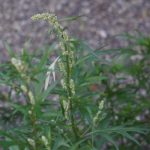 Beifuß Artemisia Vulgaris 