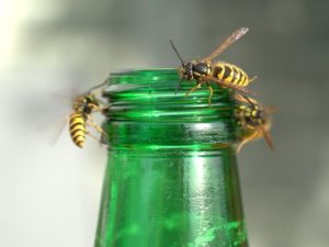 Insektengiftallergie