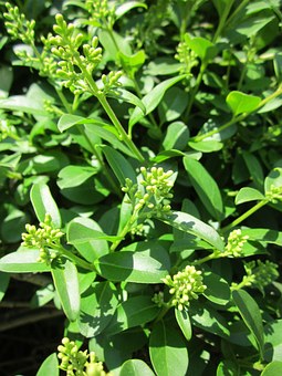 Liguster Allergie, Symptome, Ursachen, Behandlung