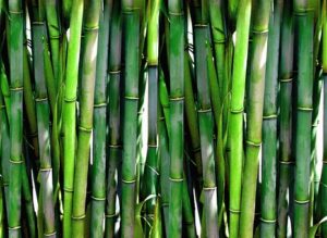 Bambus Allergie